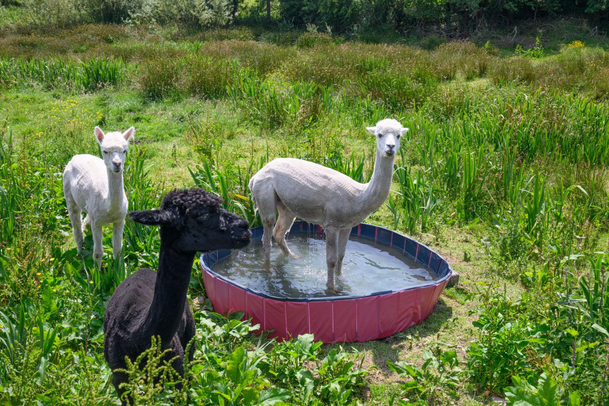 Three alpacas stand on grassy terrain; one white alpaca stands in a small red pool of water, while another white and one black alpaca stand nearby among green plants. The scene evokes the tranquil vibe of Greenway Lane Art Studio.