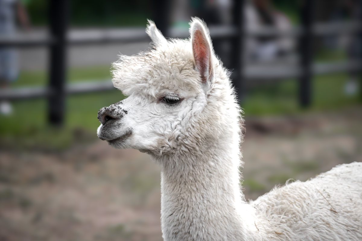 A close-up of a white alpaca standing outdoors, with a fluffy coat and upright ears. Captured near Greenway Lane Art Studio, there is a blurry fence and greenery in the background.